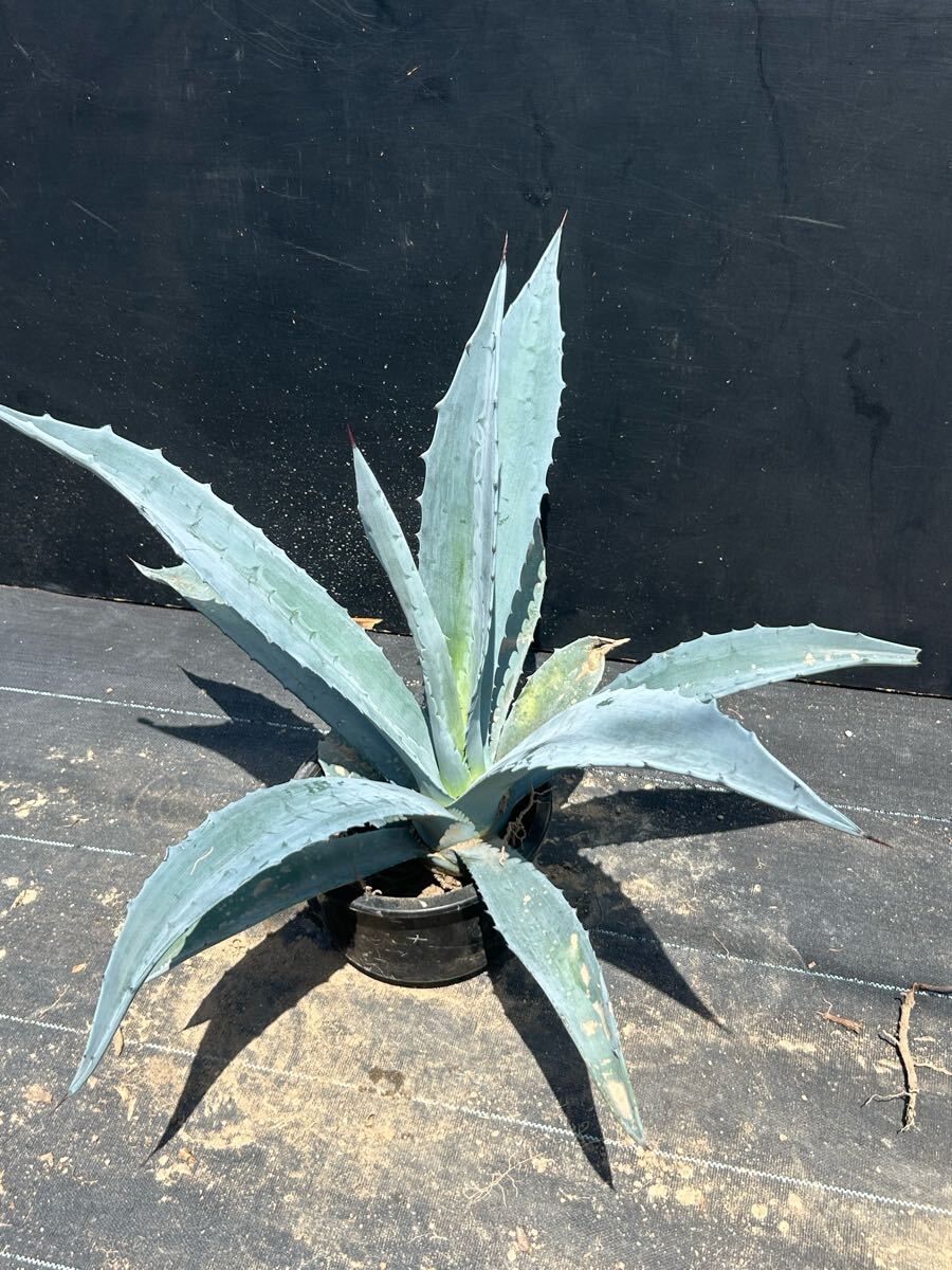 即決　早者勝　Agave protoamericana sp アガベ　プロト アメリカーナ　9
