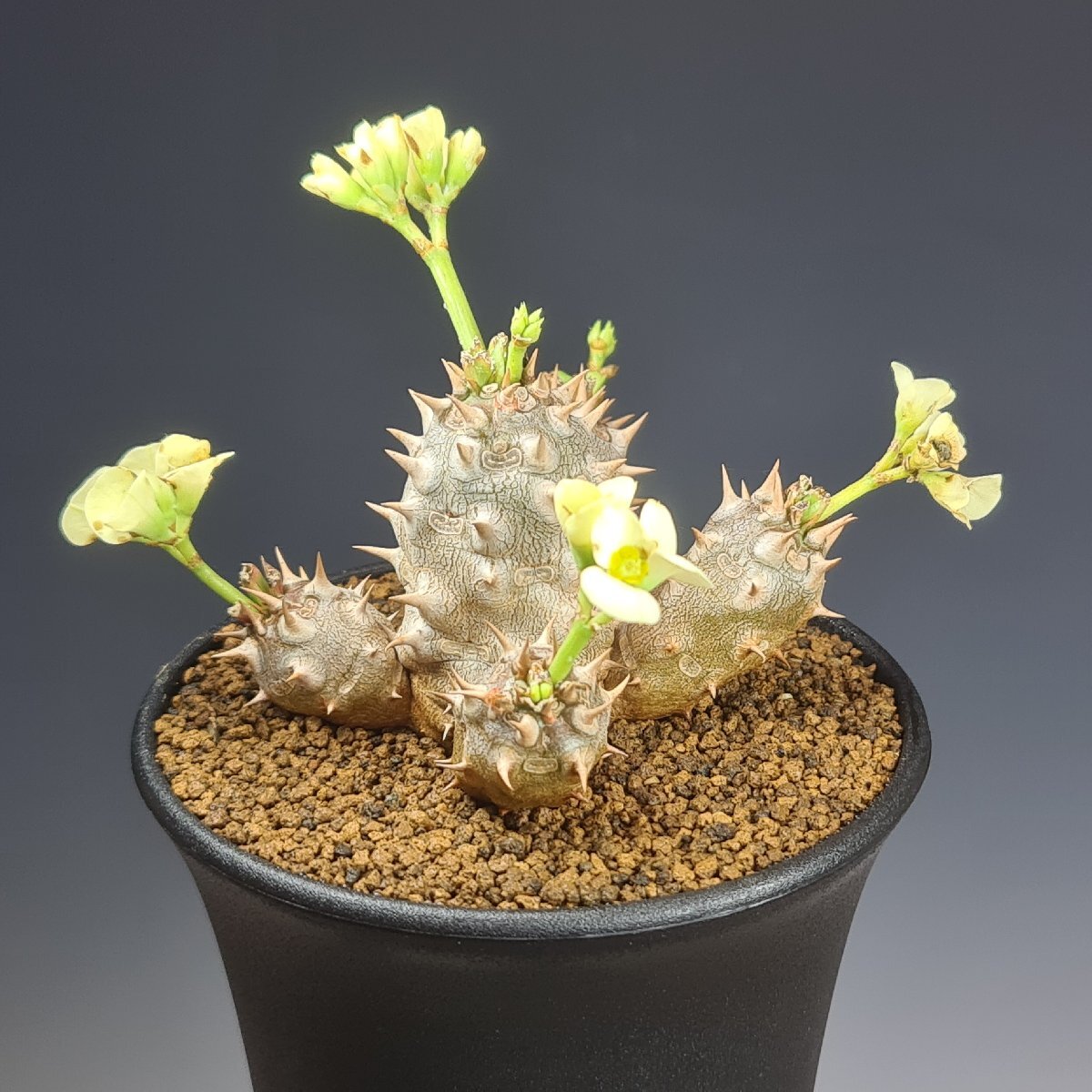 1502珍奇植物 ユーフォルビア　パルビメデューサエ 実生 1502珍奇植物 ユーフォルビア パルビメデューサエ 実生 楽天市場