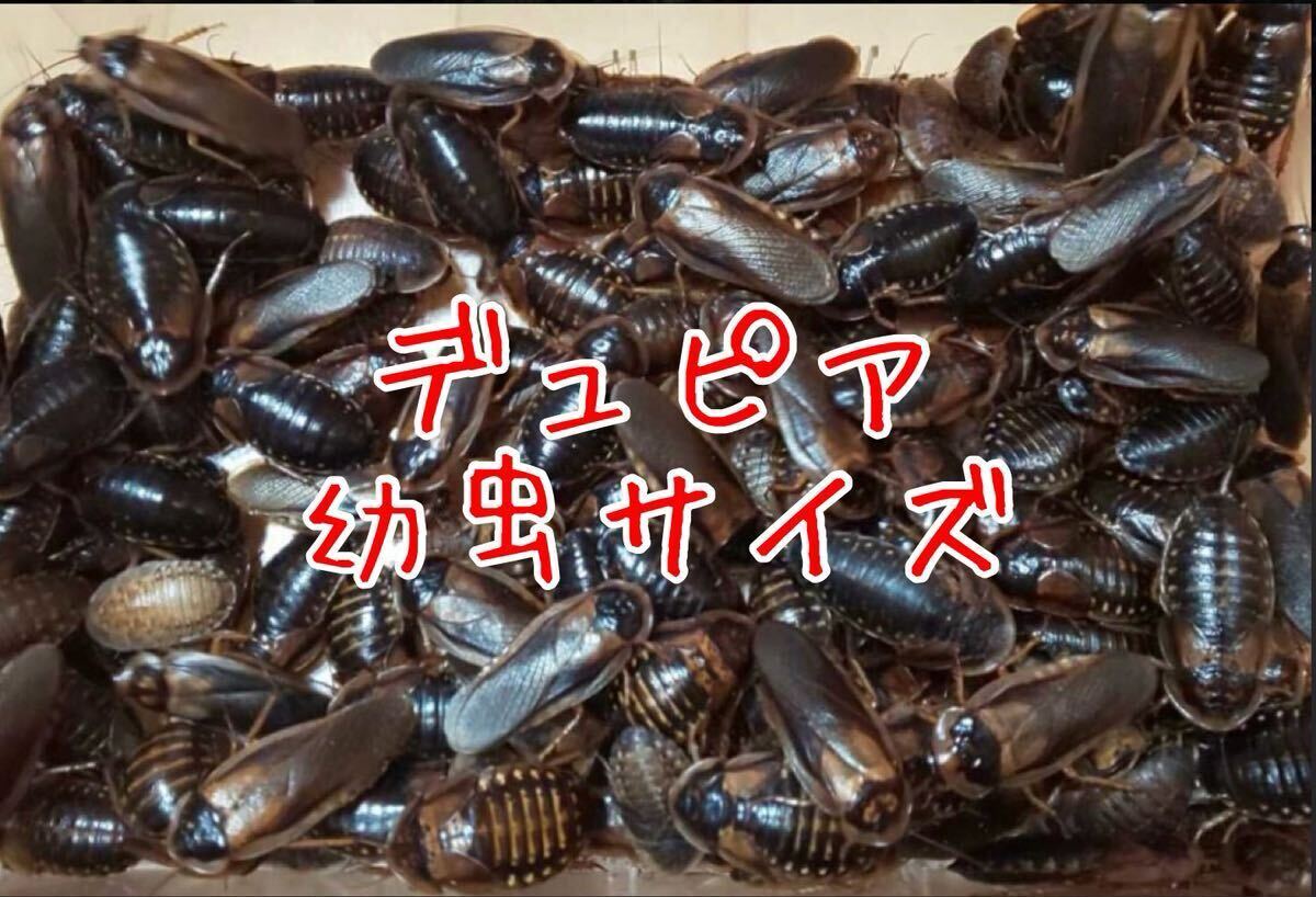 デュピア　ミックスサイズ　100匹　出荷時(shí)餌付