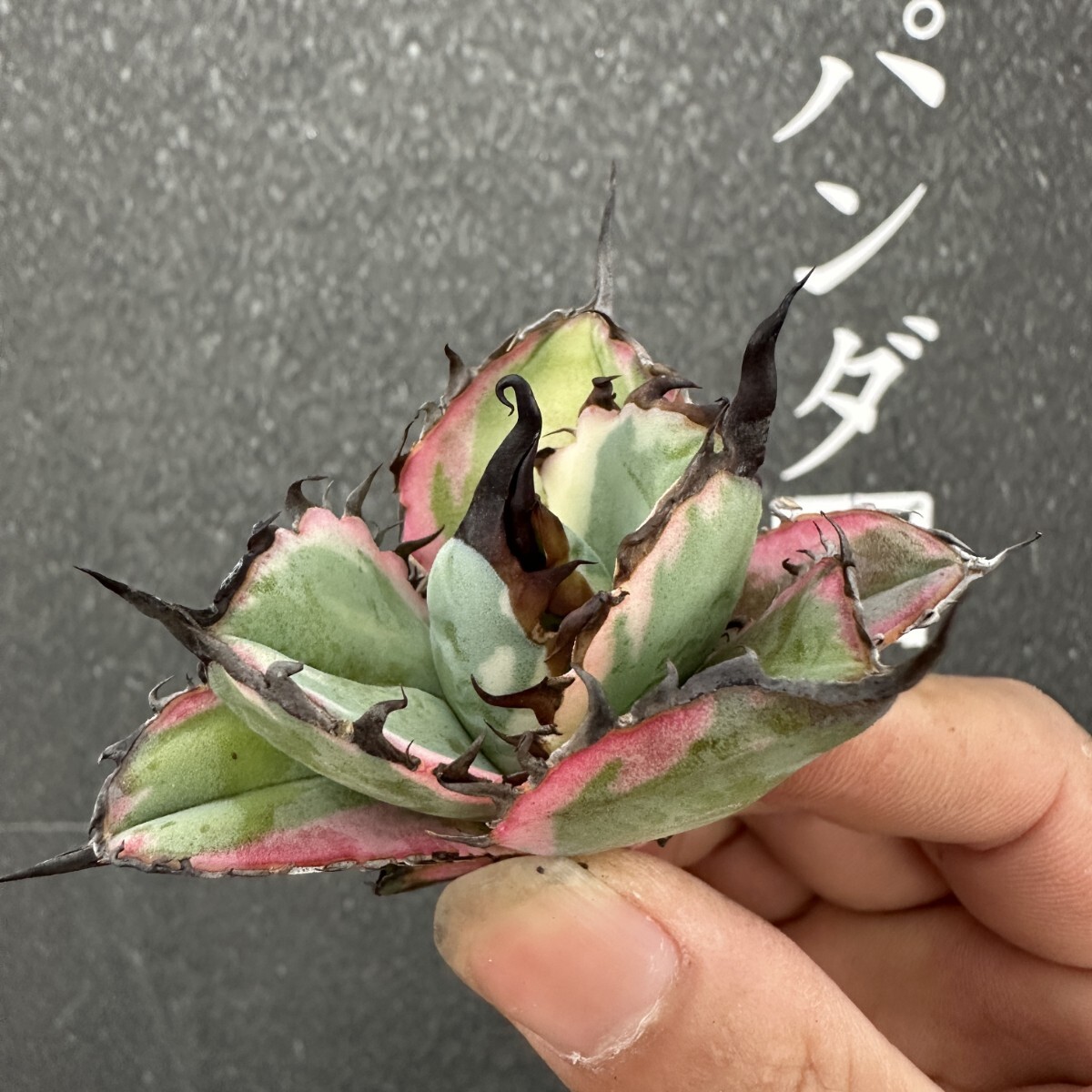 FF24 【パンダ園芸】特選 アガベ チタノタ BB錦 ブラックアンド