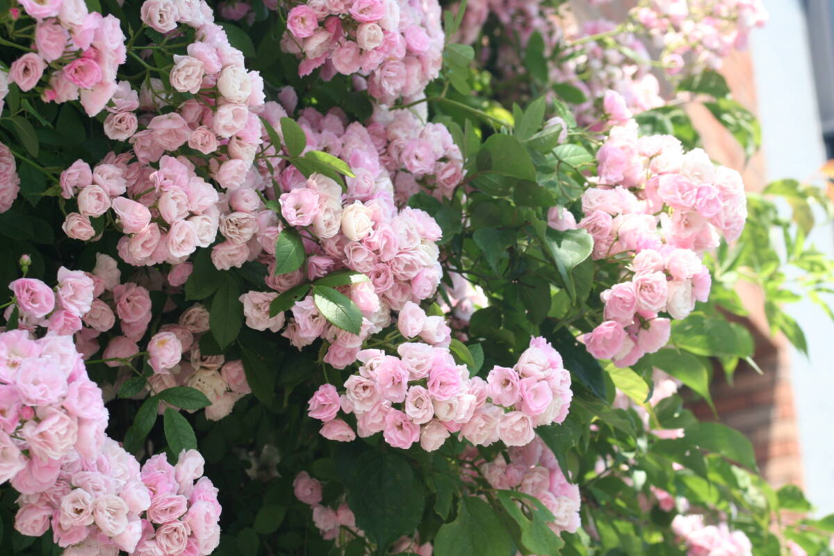 item_image_10