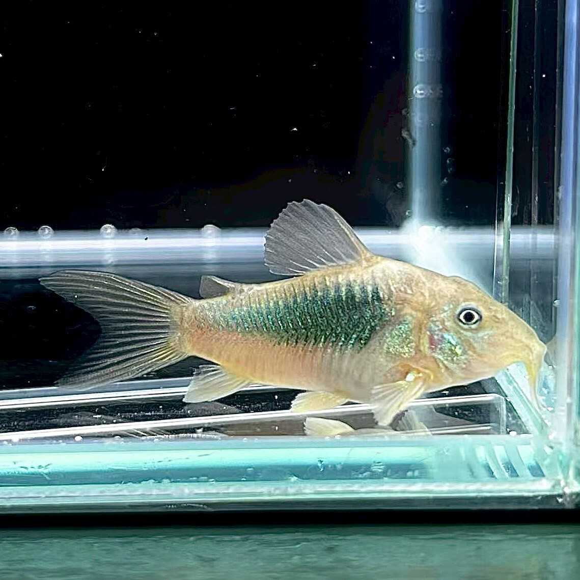 1 шт Corydoras * super ekesM размер 1 шт [22543] не 2 тропическая рыба 