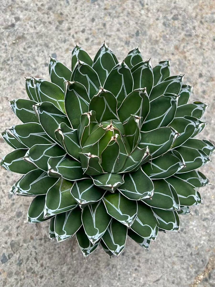 Yahoo!オークション - 多肉植物 アガベ 超 特選 ダルマ笹の雪 濃