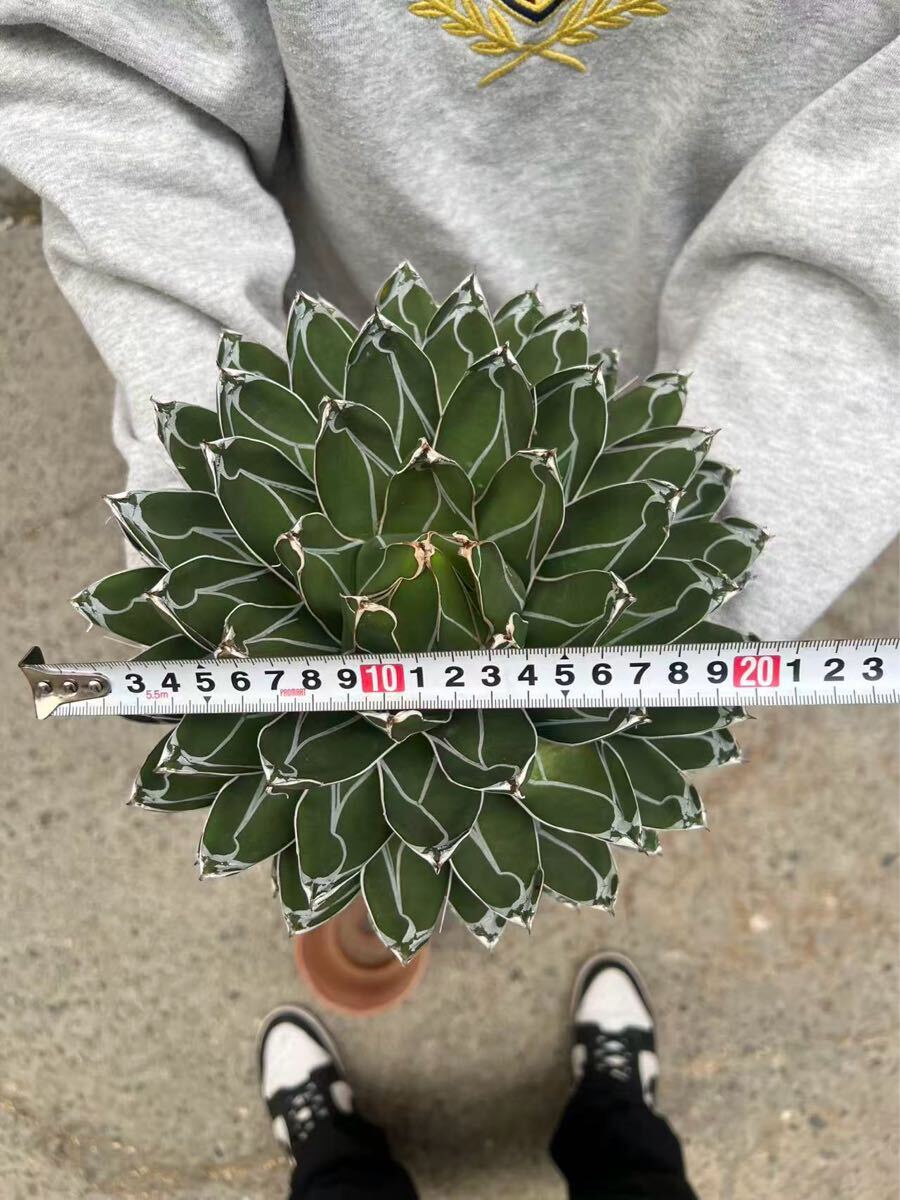 は*こ様 多肉植物 アガベ 超特選 ダルマ笹の雪 濃白株 極上大株 包葉 完美球 は*こ様 多肉植物 アガベ 超特選 ダルマ笹の雪 濃白株 極上大株