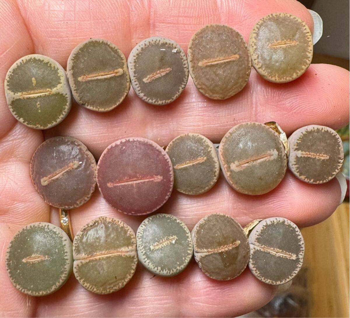 10-2 多肉植物　リトープス　全窓　和田玉 日輪玉　混合セット　希少