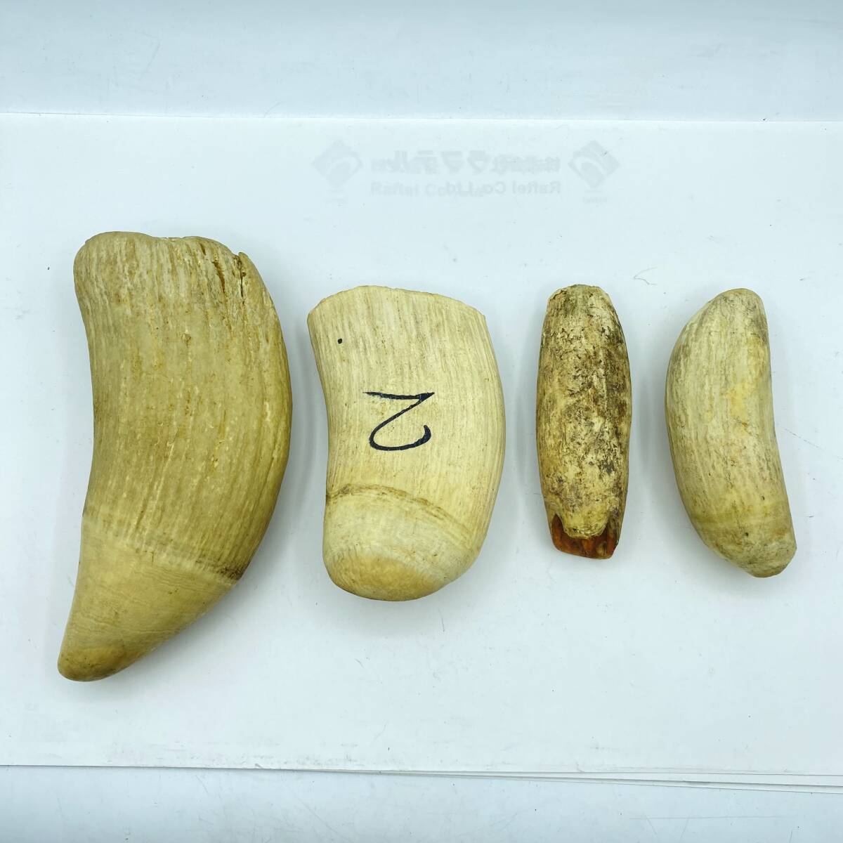 Z3-4』鯨歯 4本 約1914g マッコウクジラ? くじらの歯 根付 Z3-4』鯨歯 4本 約1914g マッコウクジラ? くじらの歯 根付