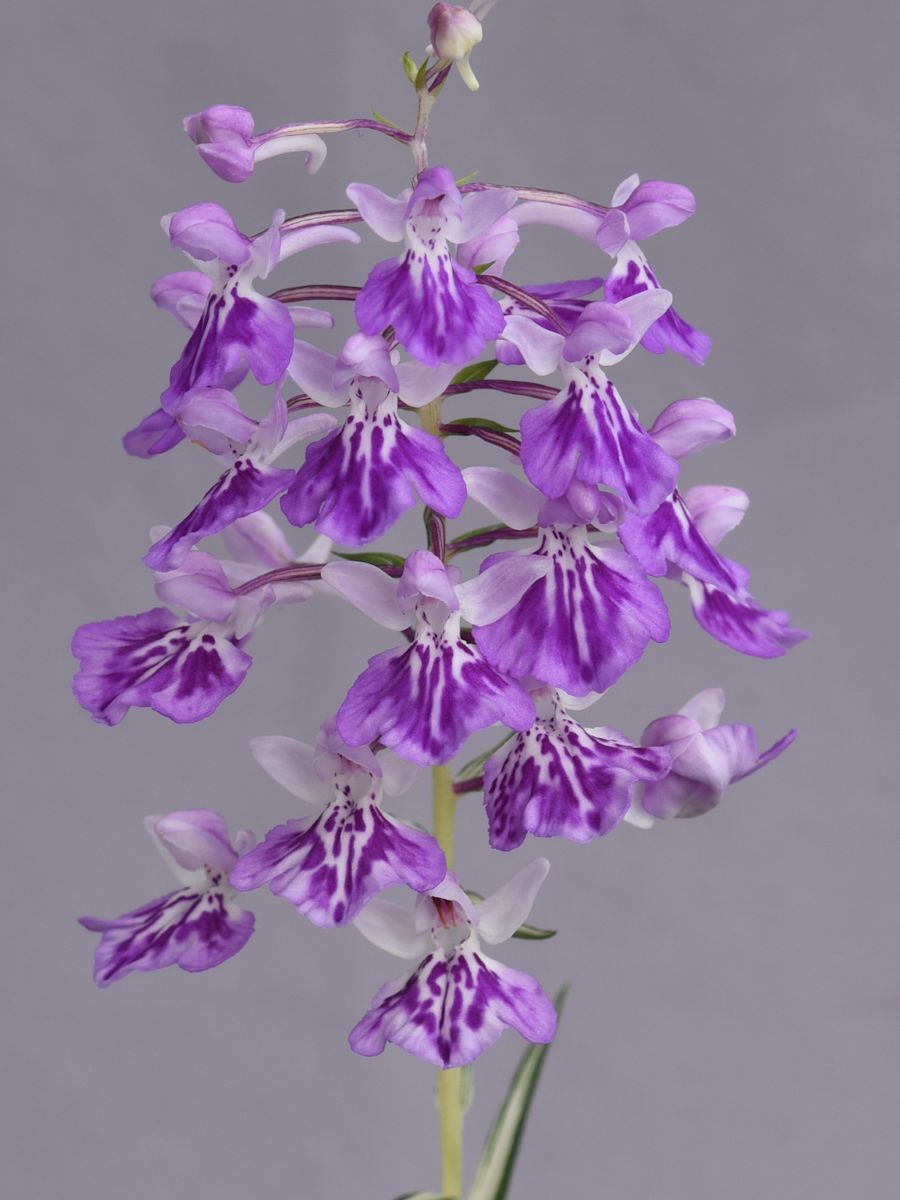 蘭様 琉球*海花のたね④ ウチョウラン(都錦)銘花(i1085-06交配品の銘花「涼月」の増殖