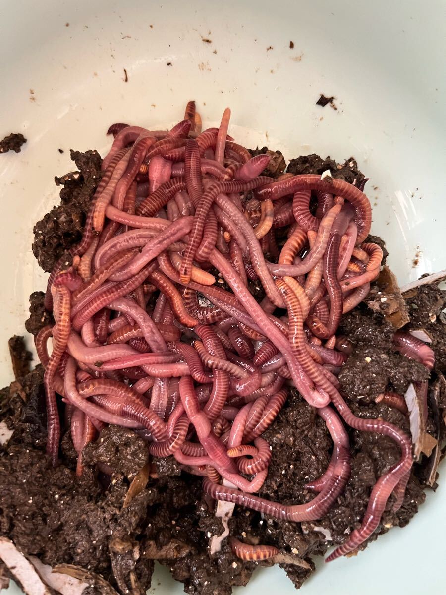 生き餌　堆肥作り　生ごみ処理　シマミミズ　1キログラム ミミズコンポスト - 株式会社 農業経営研究所