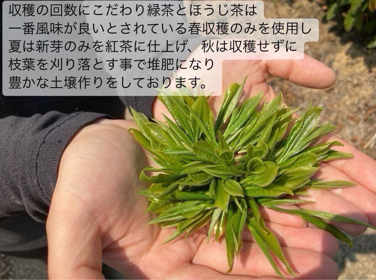 ＊無農(nóng)薬お茶＊【便利な個(gè)包裝スティック】深煎りの香りと茶葉の甘味? 焙煎ほうじpowder 1g×100本 化學(xué)肥料?除草剤?畜産堆肥不使用③