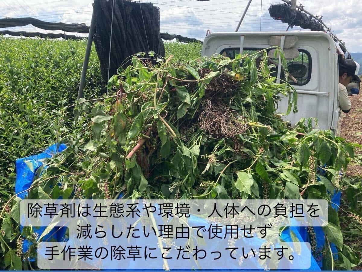 ＊無農薬お茶＊【個包装スティック】緑茶とほうじ茶の不思議な味わい♪浅煎りほうじ茶powder 1g×30本 化学肥料・除草剤・畜産堆肥不使用④
