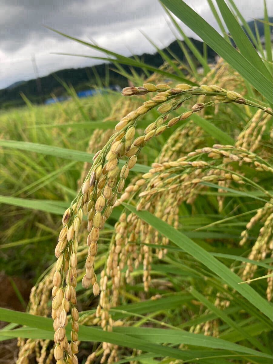 ＊無農薬お茶＊【便利な個包装スティック】香ばしさと旨味の逸品♪玄米茶powder 1g×100本　化学肥料・除草剤・畜産堆肥不使用①