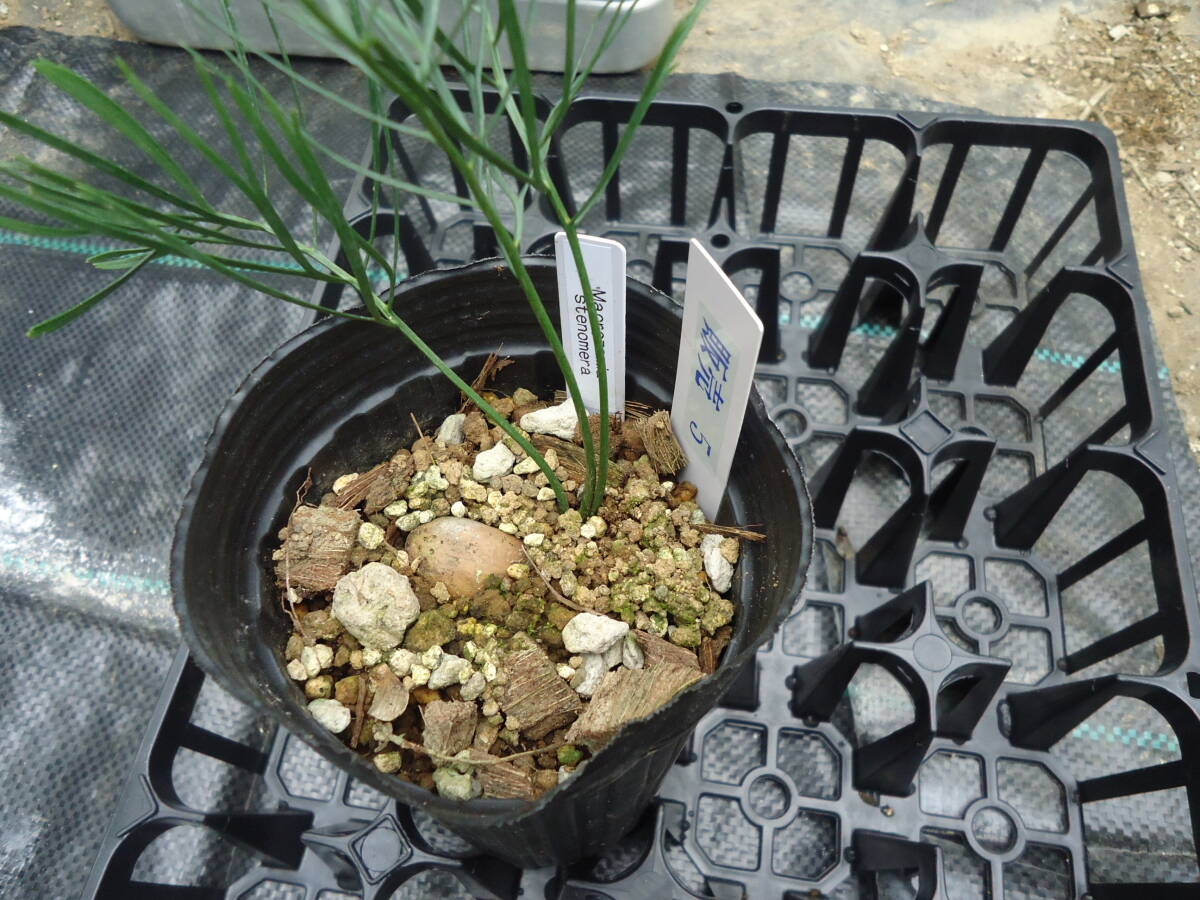 マクロザミア ステノメラ 青い ソテツ Macrozamia stenomera