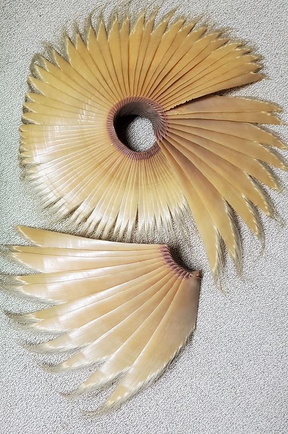 【あっ!】レア　ナガスクジラやミンククジラ ひげ 鯨工芸品 アンティーク 稀少_画像1