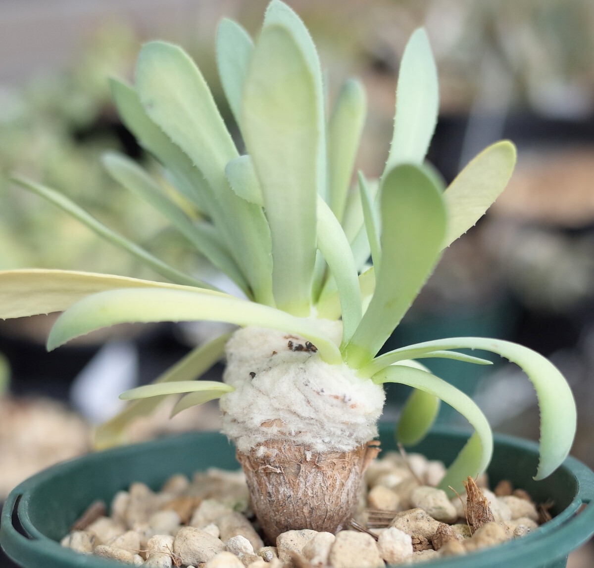  オトンナ?レトロルサ 2.5號鉢 実生株 Othonna retrorsa　検索用 コーデックス 塊根植物 
