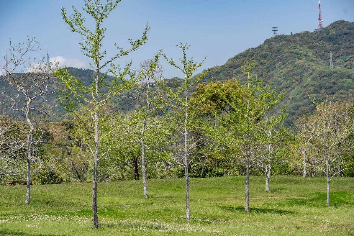 [良品] ソニー◆ SONY 100mm F2.8 MACRO SAL100M28 Aマウント #BG2476277_画像10