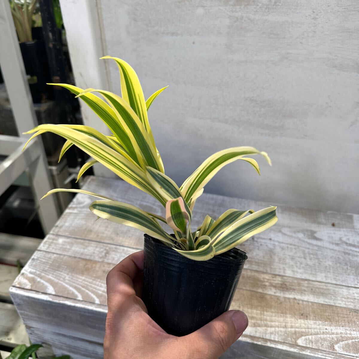 ドラセナ?ワーネッキー?レモンライム 　3號?、?鉢底から葉先まで約21cm 5月16日撮影現(xiàn)品　豊中市より出品　同梱発送歓迎