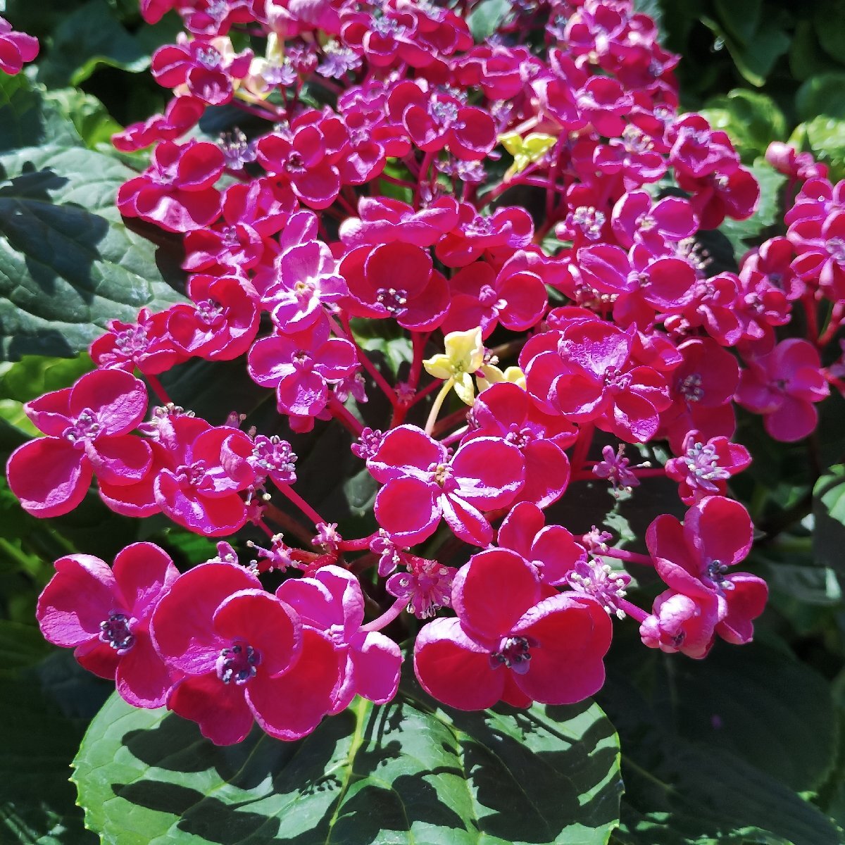 花見本畫像