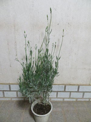 どっさりの蕾付き!