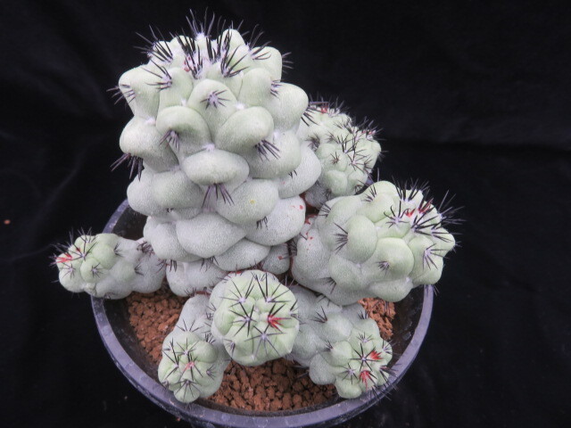 Yahoo!オークション - 28．マクドガリー（バカボンのパパ