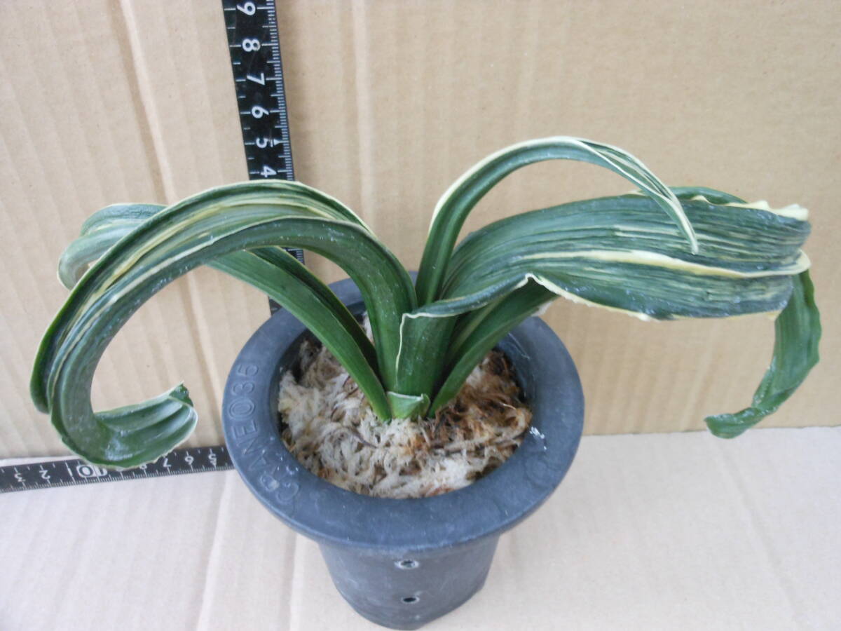 item_image_10