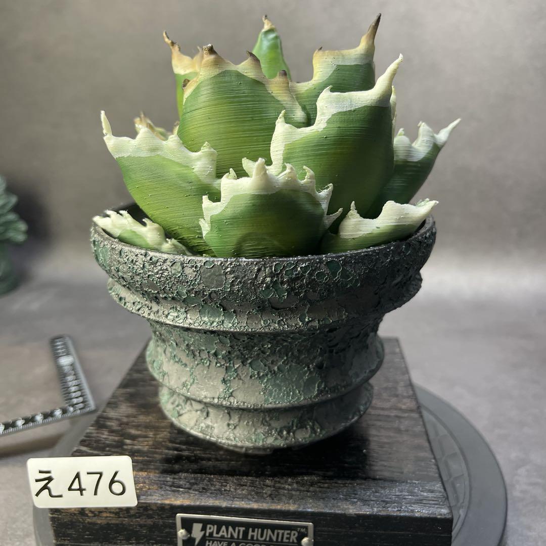え476 HAND Made 植木鉢 陶器検（アガベ パキプス 姫巌竜 帝釈天