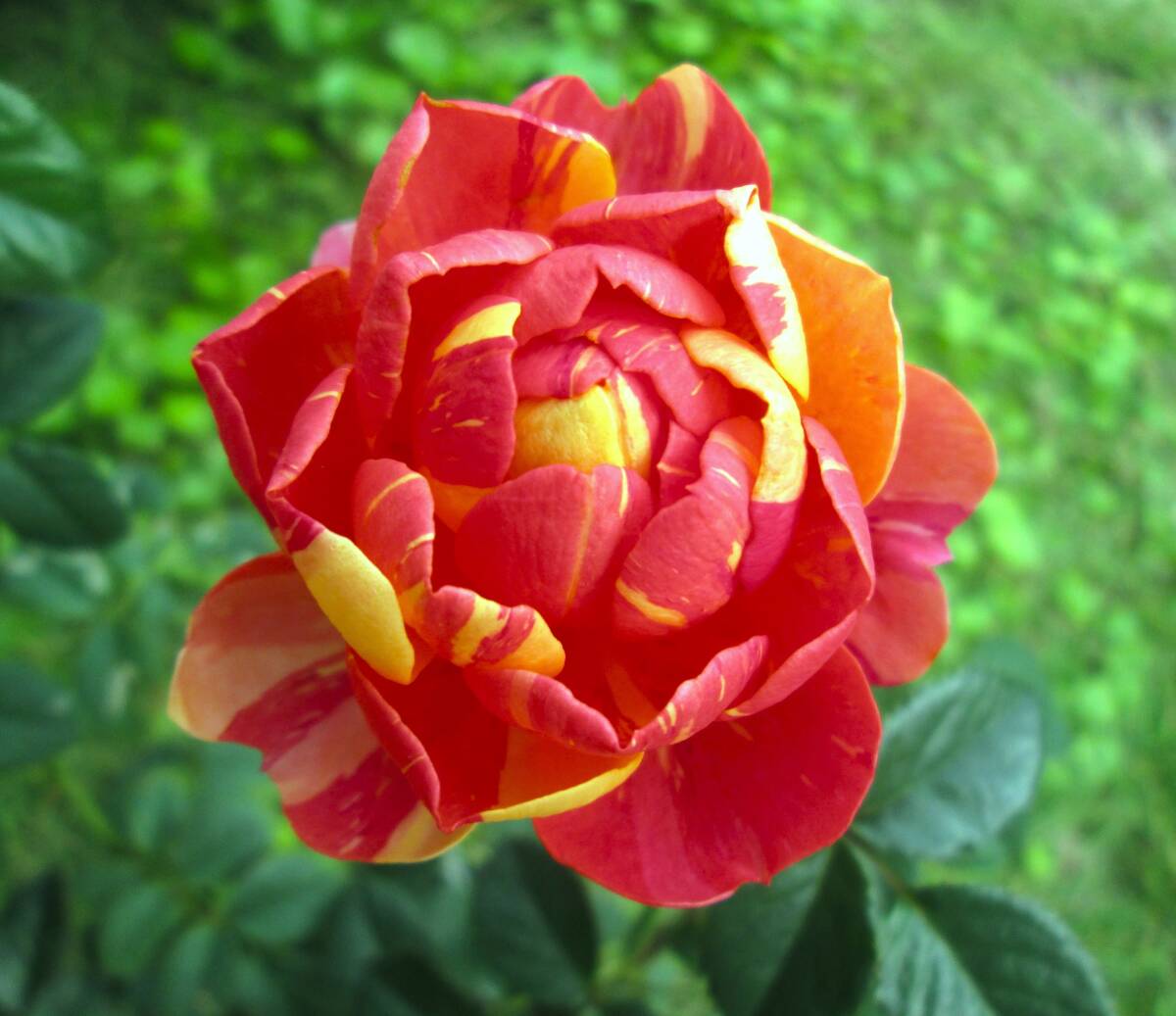 ●所有苗の開花