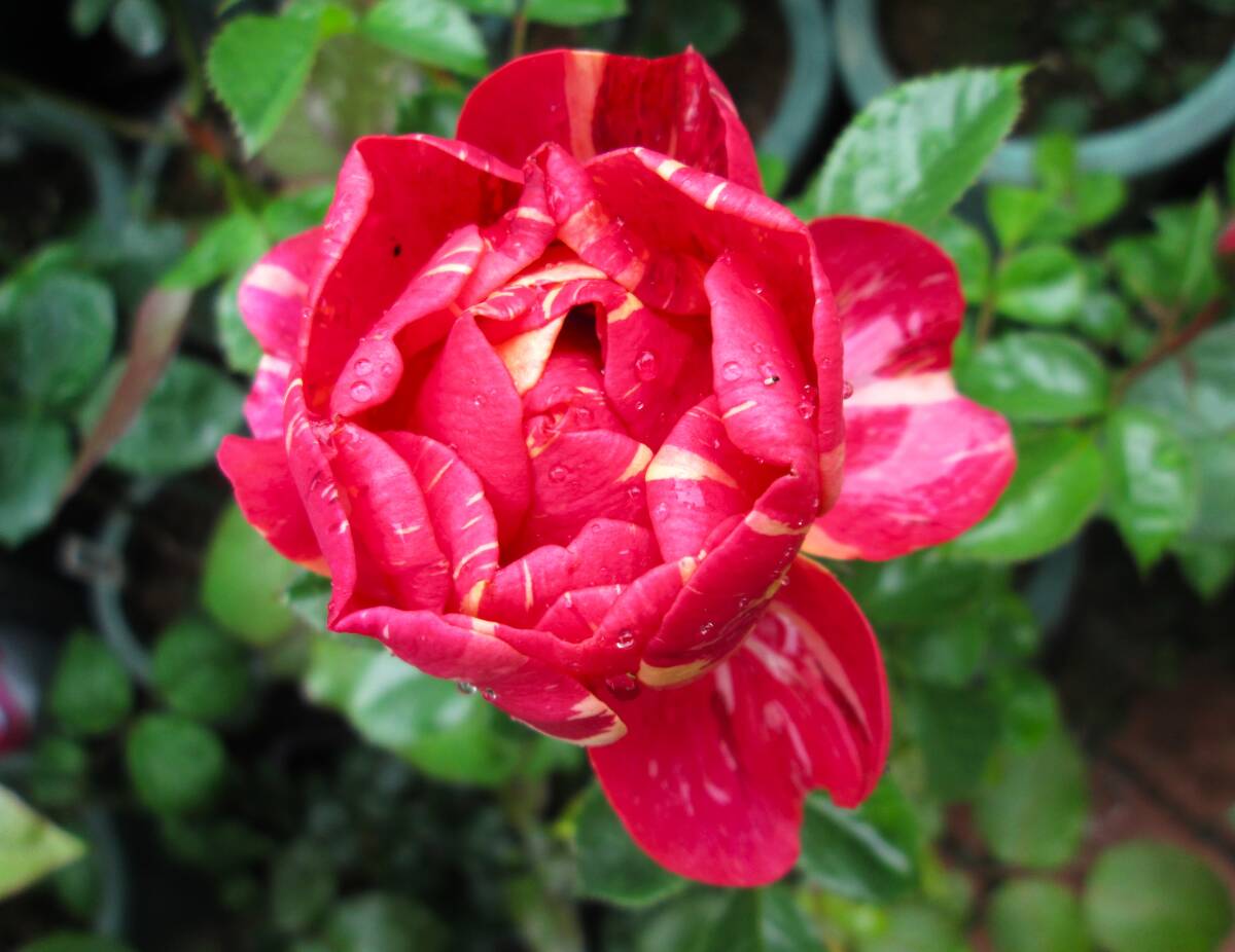 ●所有苗の開花