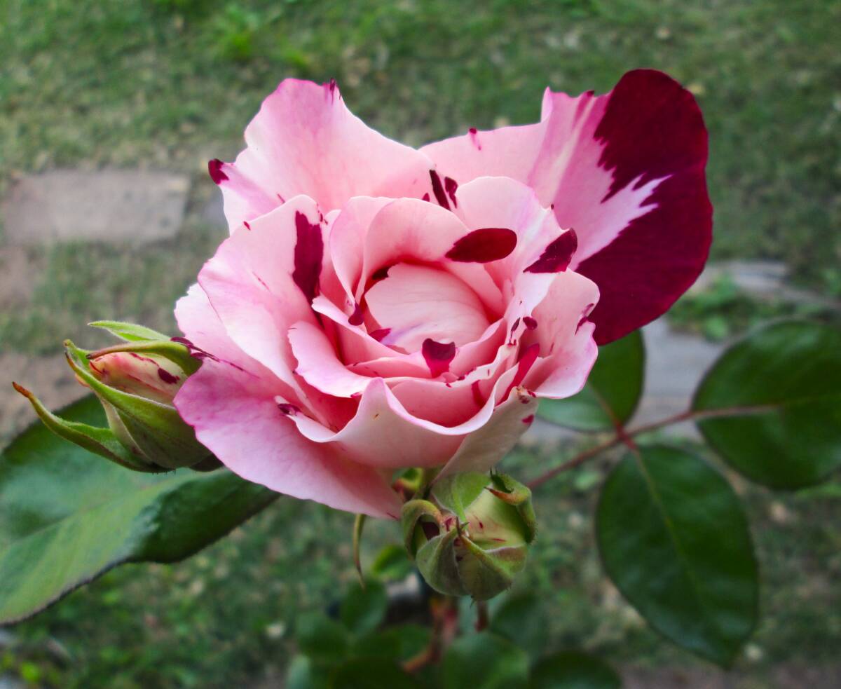 ●所有苗の開花
