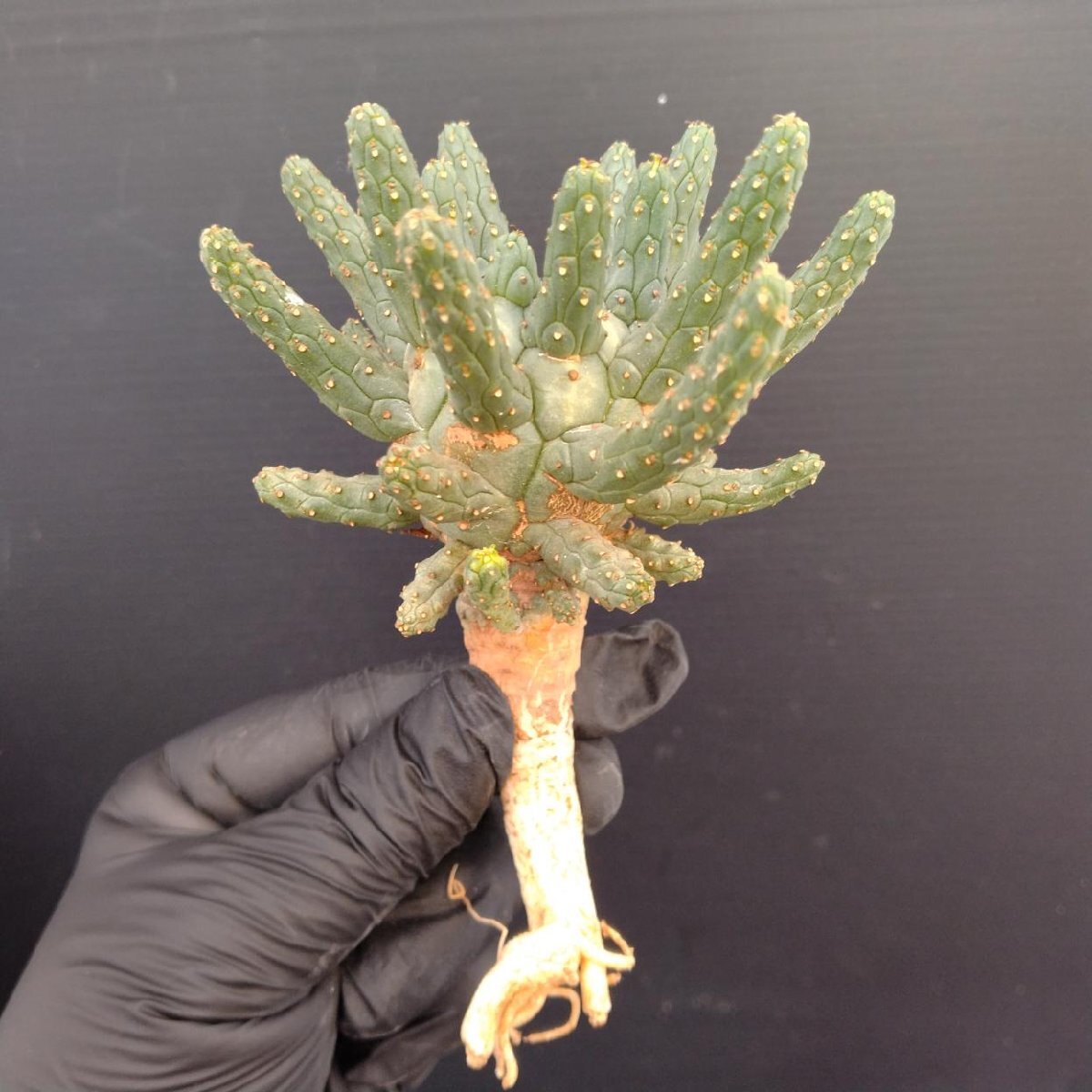 Yahoo!オークション - 8005 「多肉植物」ユーフォルビア フスカ