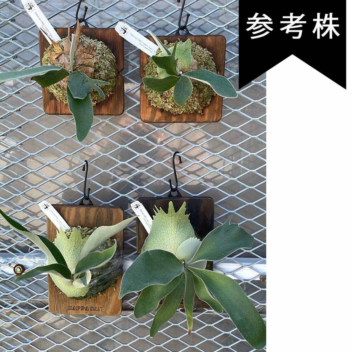 參考株になります