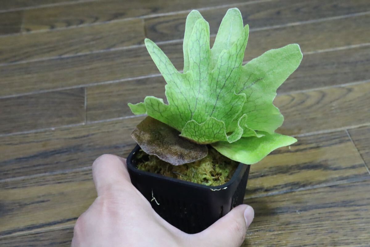item_image_8