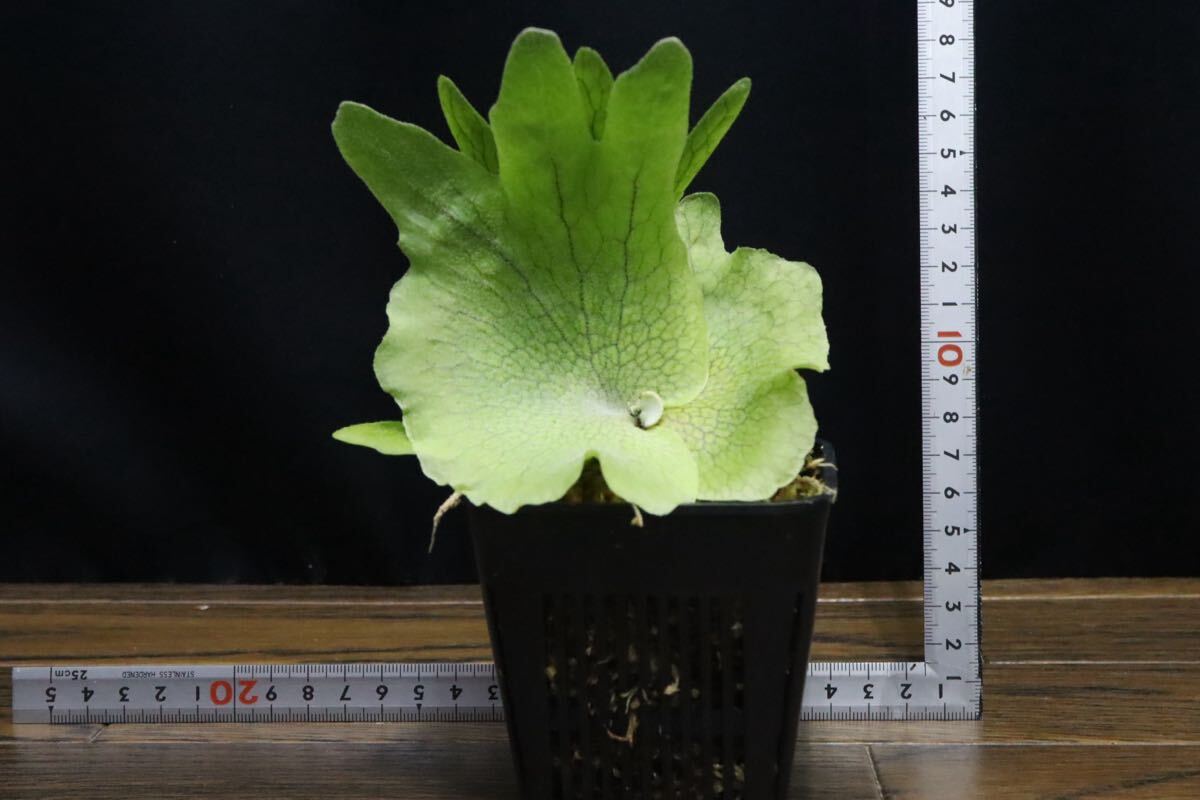 item_image_10