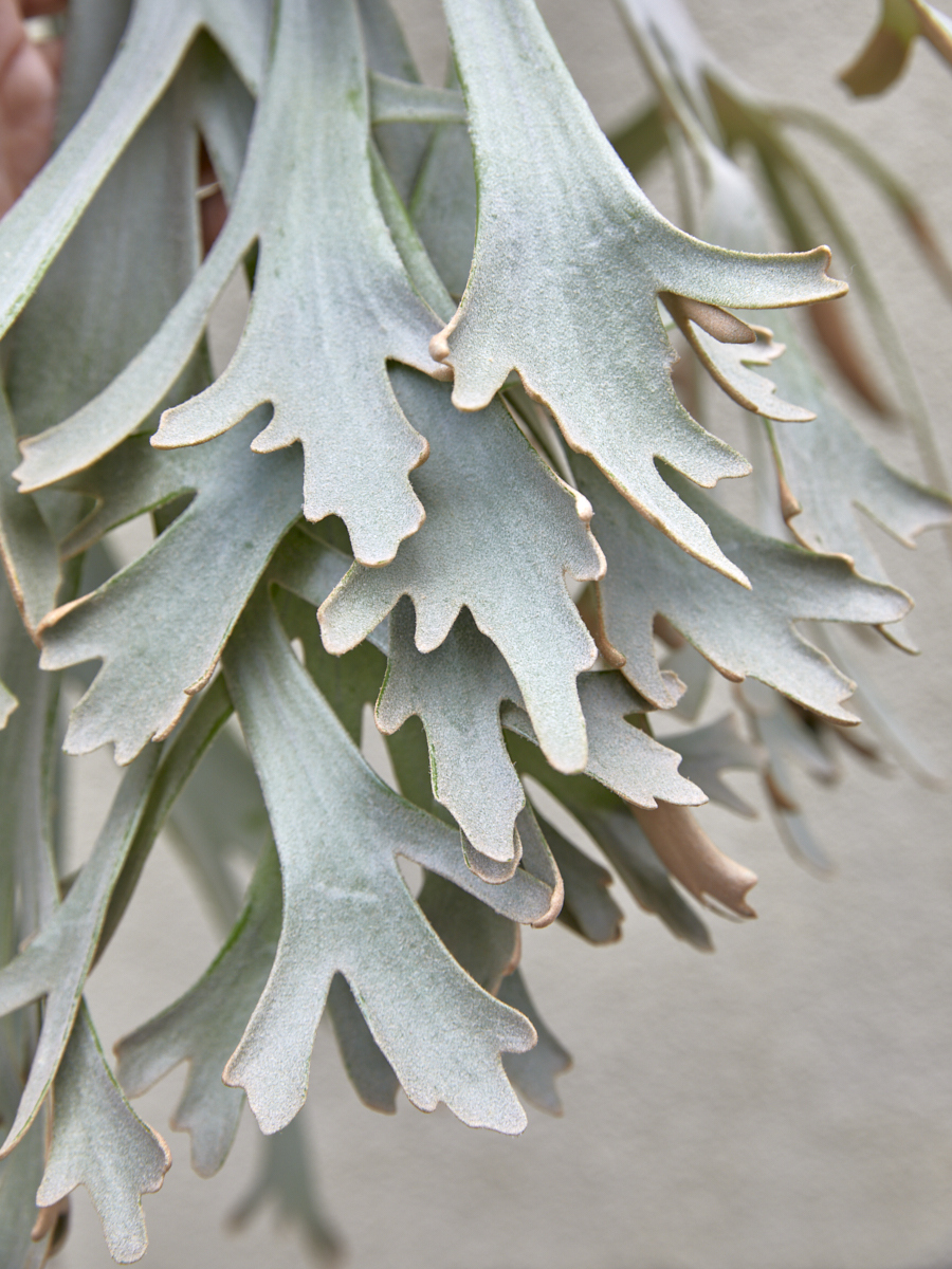 SHIZEN_ Platycerium ビカクシダ コウモリラン SS