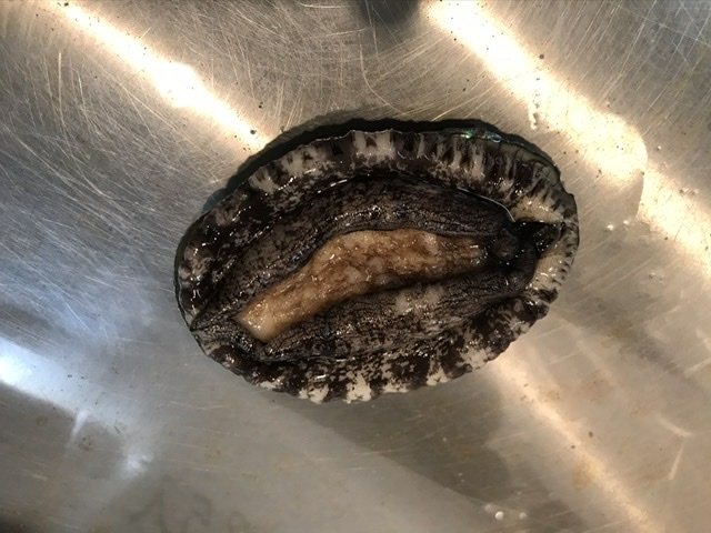 Mサイズ 8?9センチ