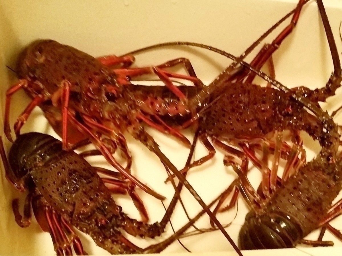 この寫真で200g~300gの 1キロ詰合せです