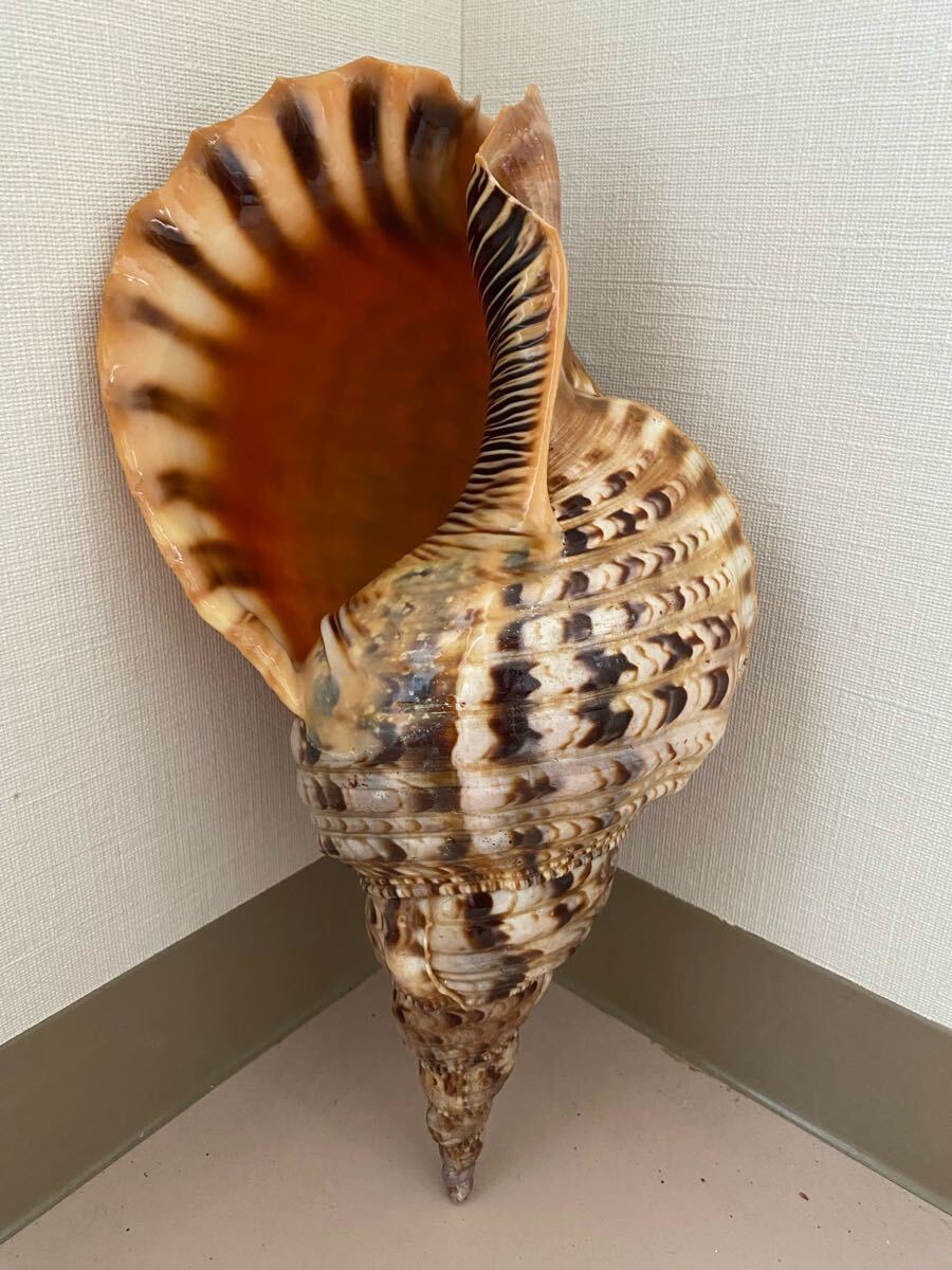 法螺貝　ホラ貝　新鮮な法螺貝　特大サイズ　39cm 早い者勝ち