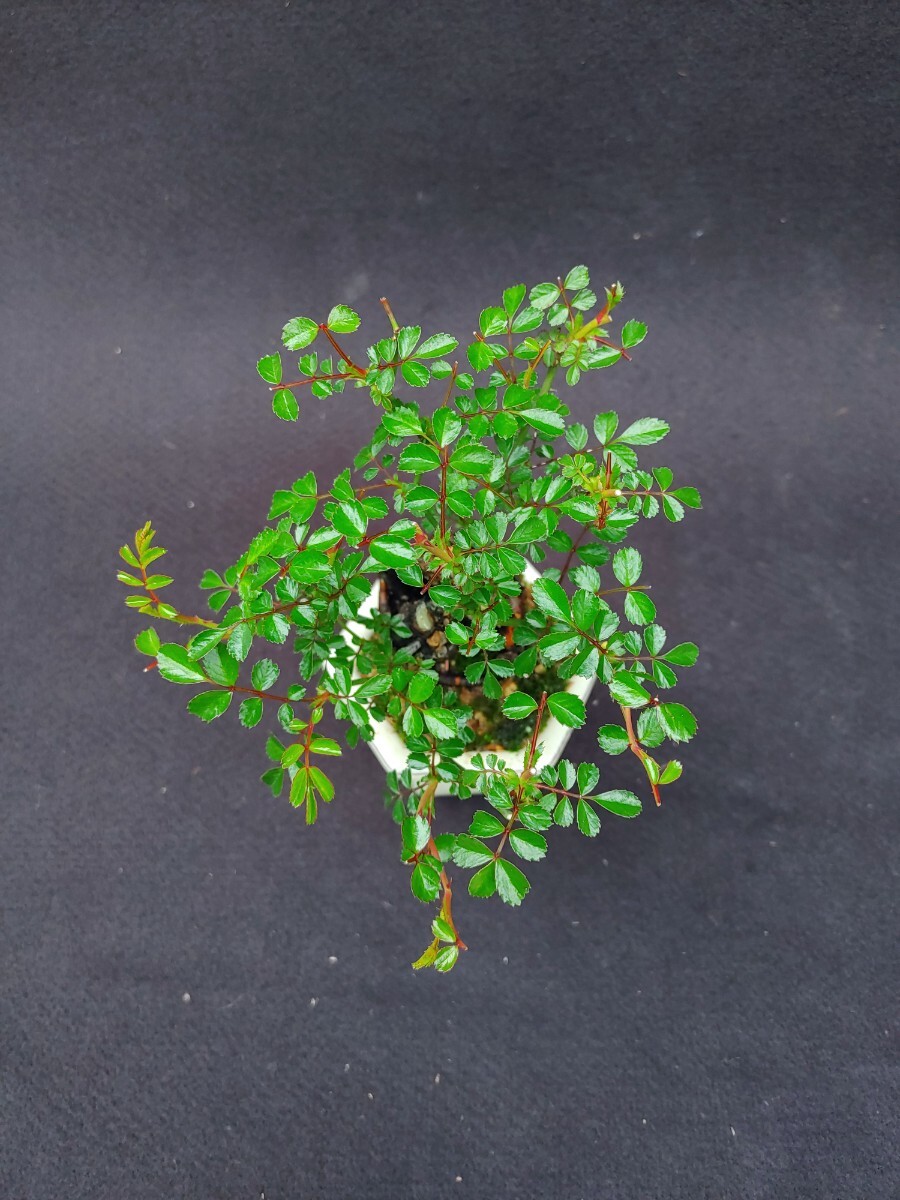 item_image_9