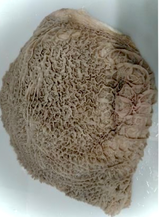 ^_^/お試し小分け500g1パックの販売です！【即決は2パック】和?！b?！ˉ膝隶违埂?パックからの小分け販売です◎
