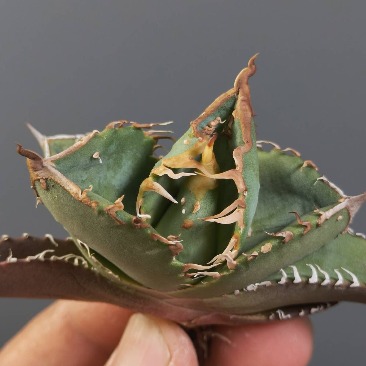 ゆ*ん様 多肉植物 アガベ チタノタ 冰雹 ブツブツ顔出る株 極上鋸歯 極上