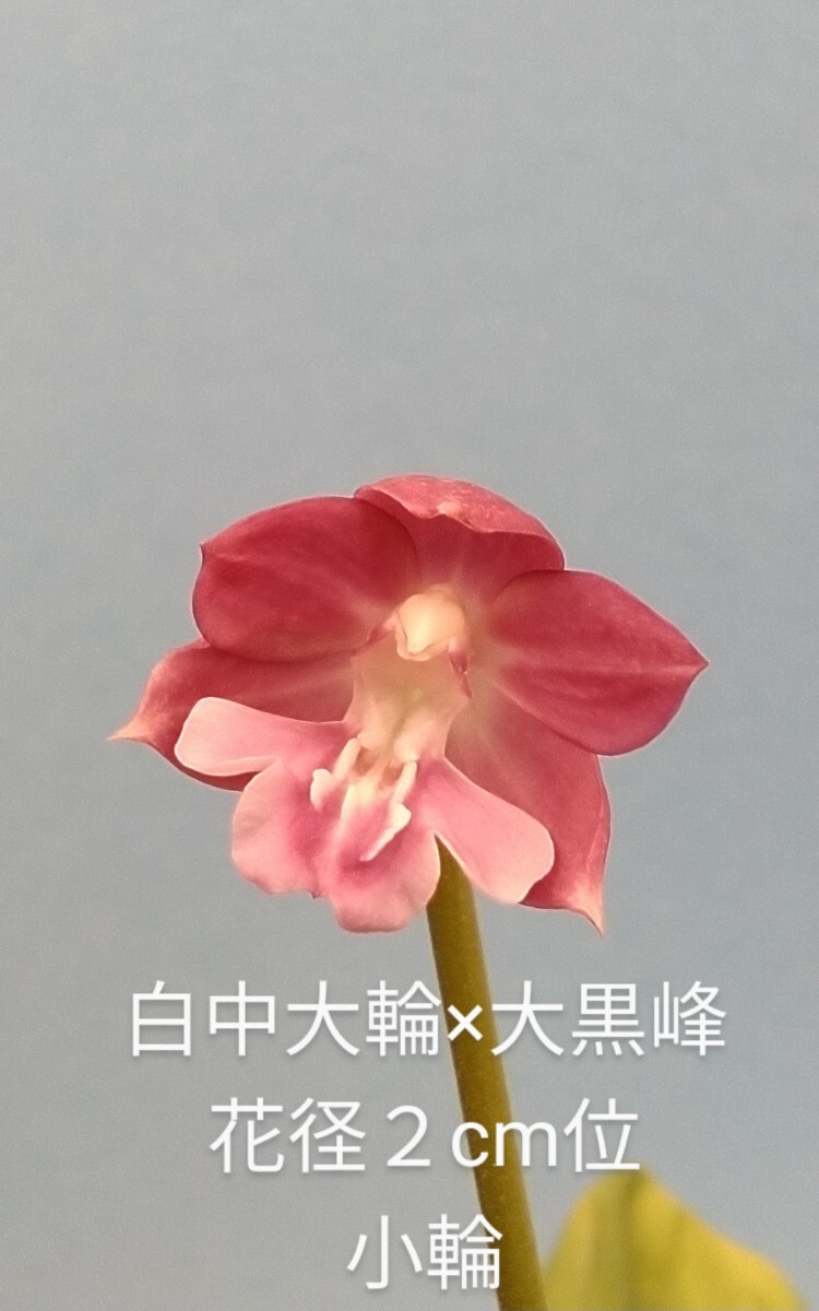 お屆け商品です