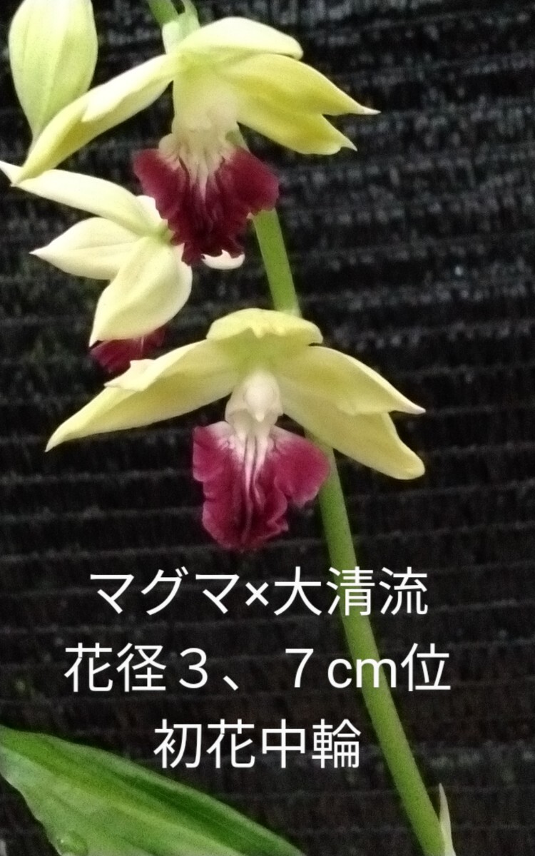 お屆け商品です