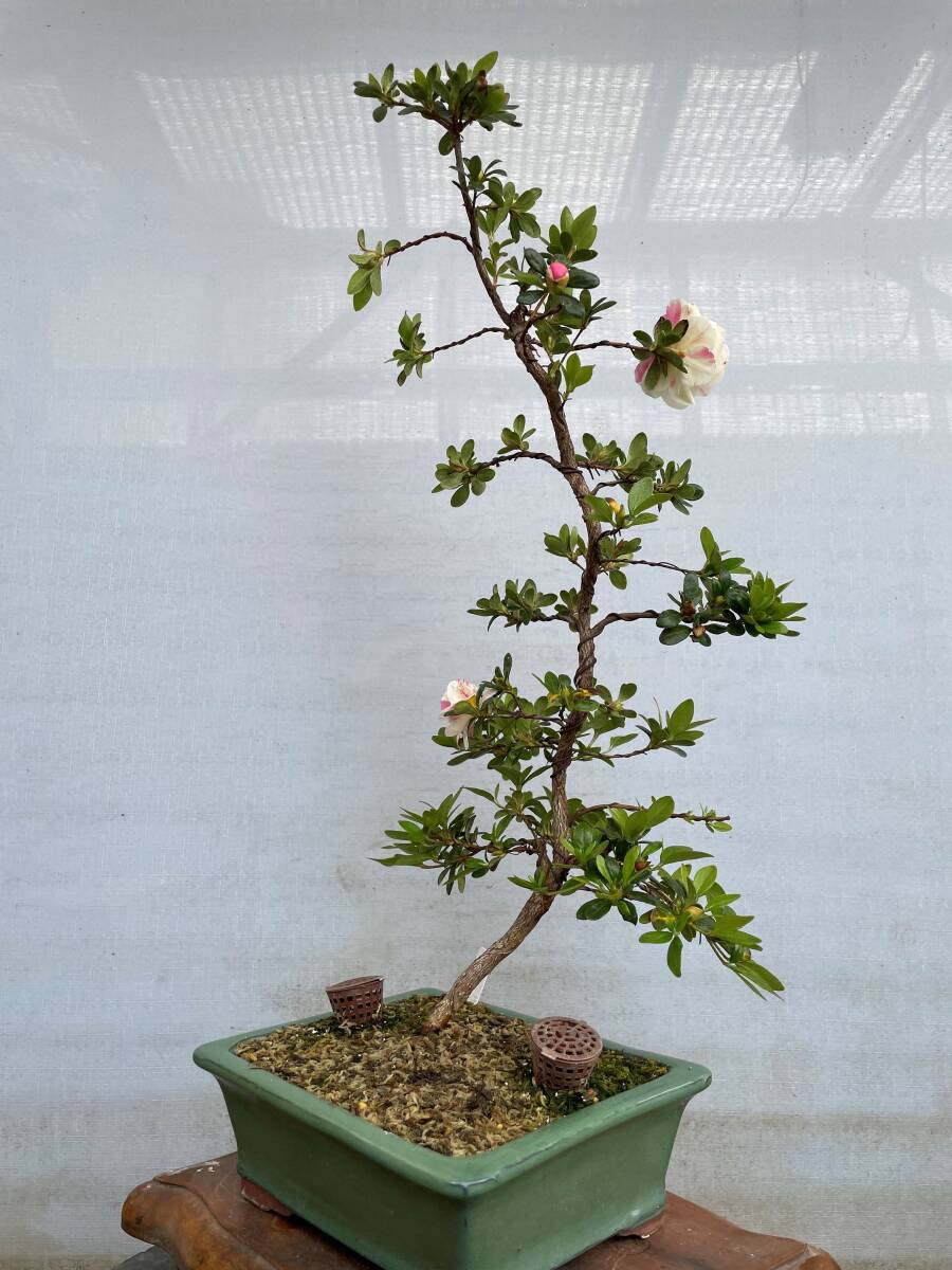 Yahoo!オークション - さつき 盆栽 最新花人気NO1 絹姫 植え替え