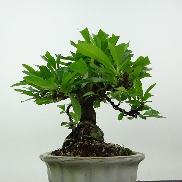 盆栽 ピラカンサ 樹高 約16cm Pyracantha バラ科 常緑樹 観賞用 小品 現(xiàn)品