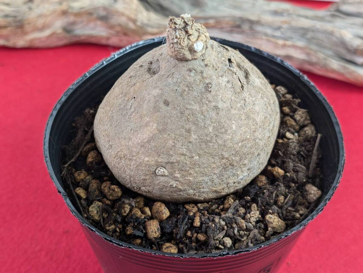 【Big Size】塊根植物　コーデックス　stephania erecta　ステファニア　エレクタ　W-165