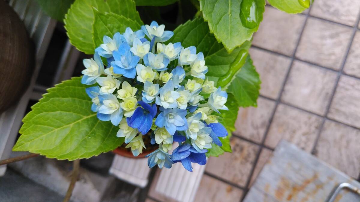 開花參考畫像