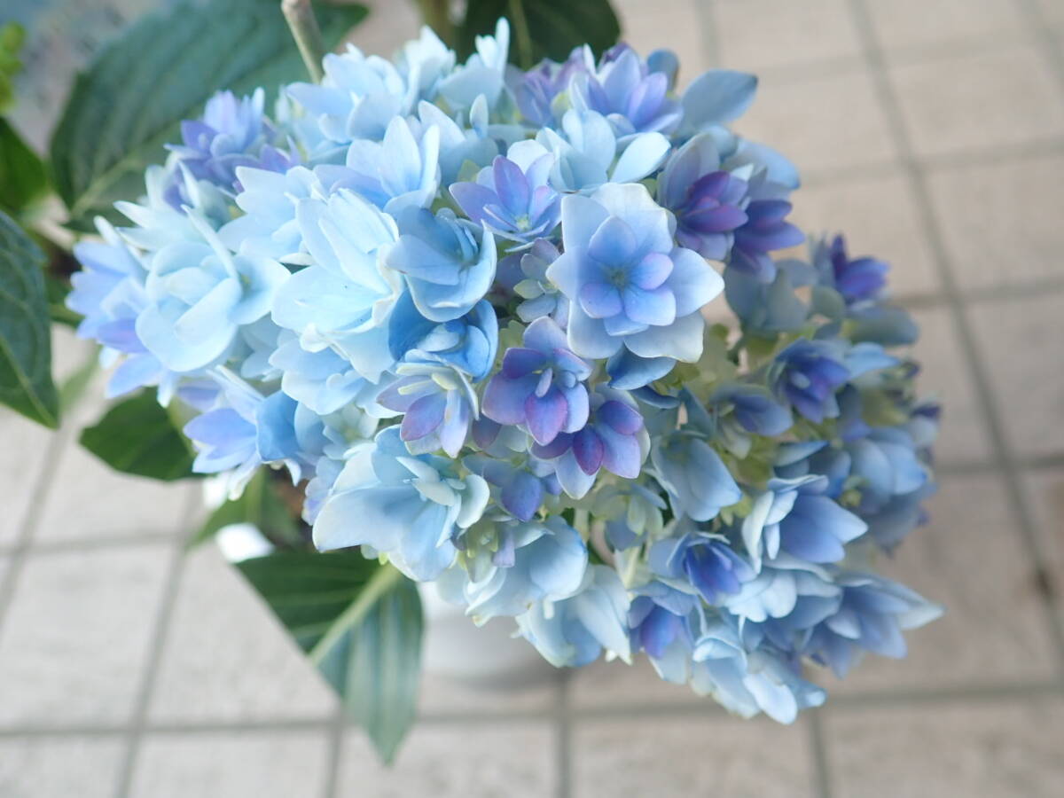 開花參考畫像