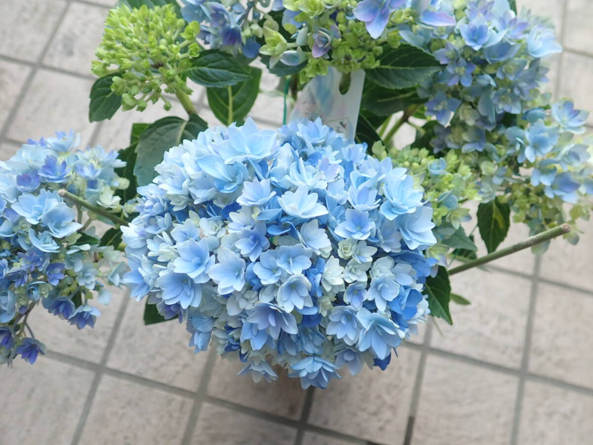 開花參考畫像