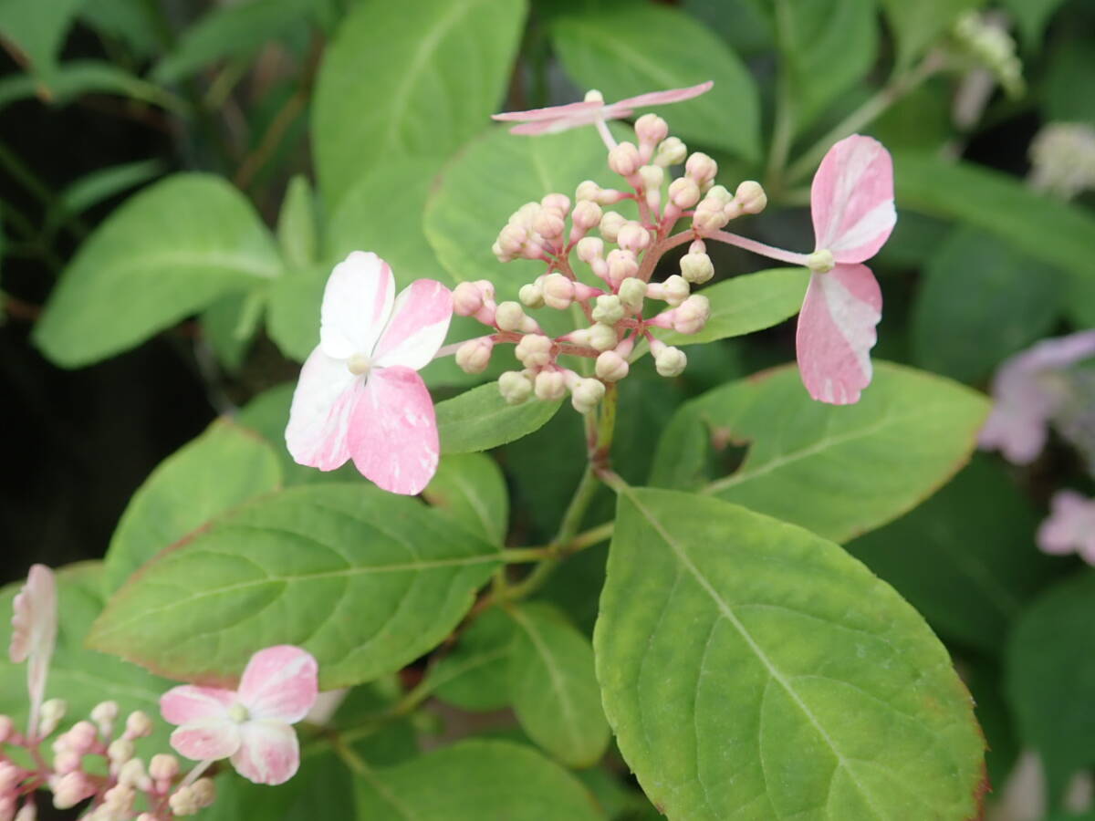 開花參考畫像