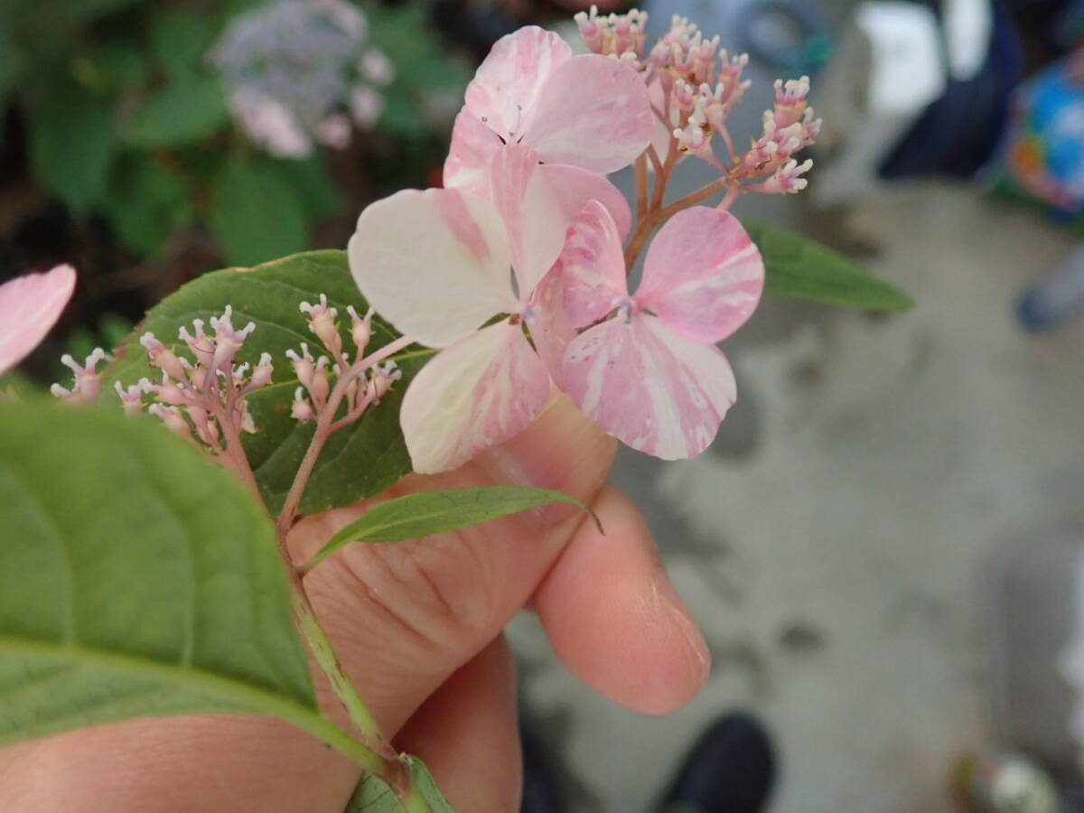 開花參考畫像