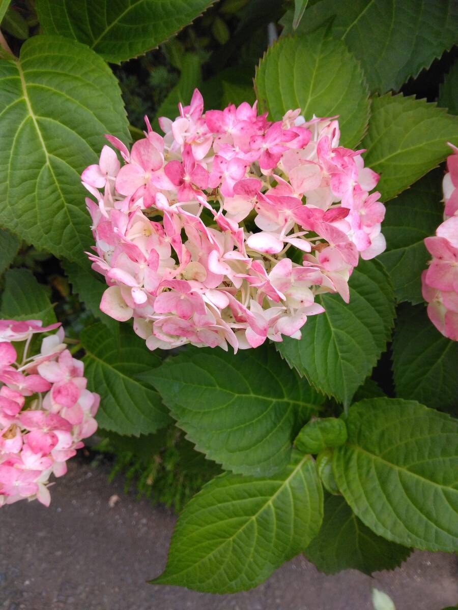 開花參考畫像